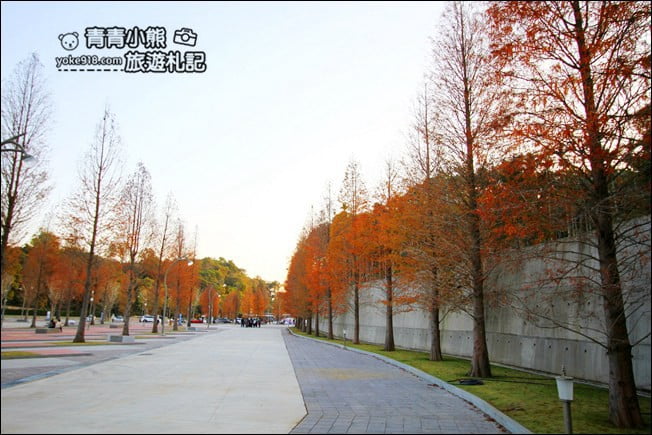 南投景點》中台禪寺．免費參觀落羽松~紅通通超美落羽松林 @青青小熊＊旅遊札記