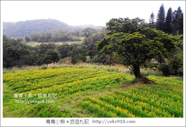 桃園景點》龍潭大北坑魯冰花.戀戀魯冰花海~黃澄澄登場 @青青小熊*旅遊札記 桃園景點》龍潭大北坑魯冰花.戀戀魯冰花海~黃澄澄登場 @青青小熊*旅遊札記