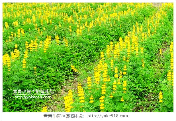 桃園景點》龍潭大北坑魯冰花.戀戀魯冰花海~黃澄澄登場 @青青小熊*旅遊札記 桃園景點》龍潭大北坑魯冰花.戀戀魯冰花海~黃澄澄登場 @青青小熊*旅遊札記