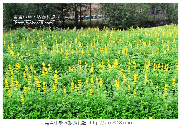 桃園景點》龍潭大北坑魯冰花.戀戀魯冰花海~黃澄澄登場 @青青小熊*旅遊札記 桃園景點》龍潭大北坑魯冰花.戀戀魯冰花海~黃澄澄登場 @青青小熊*旅遊札記