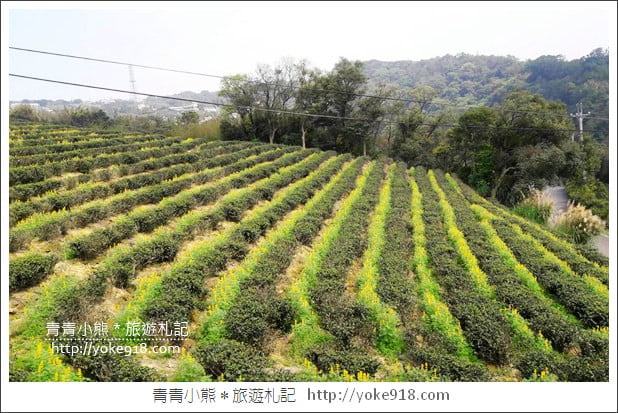 桃園景點》龍潭大北坑魯冰花.戀戀魯冰花海~黃澄澄登場 @青青小熊*旅遊札記 桃園景點》龍潭大北坑魯冰花.戀戀魯冰花海~黃澄澄登場 @青青小熊*旅遊札記