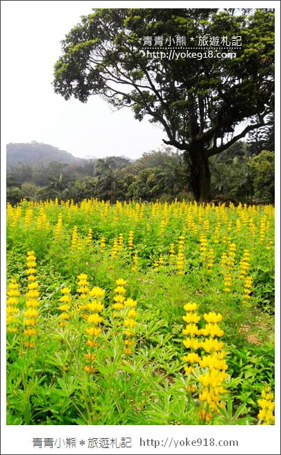 桃園景點》龍潭大北坑魯冰花.戀戀魯冰花海~黃澄澄登場 @青青小熊*旅遊札記 桃園景點》龍潭大北坑魯冰花.戀戀魯冰花海~黃澄澄登場 @青青小熊*旅遊札記
