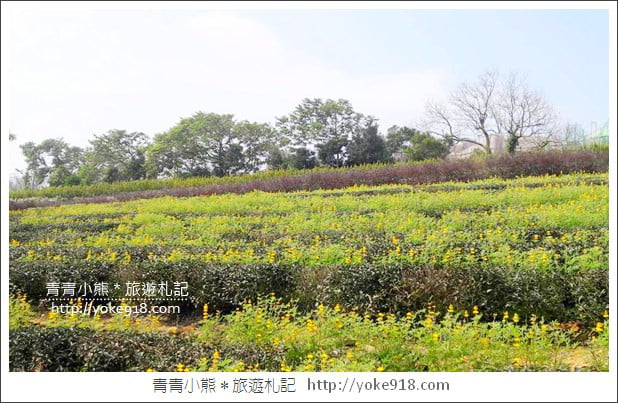 桃園景點》龍潭大北坑魯冰花．戀戀魯冰花海~黃澄澄登場 @青青小熊＊旅遊札記