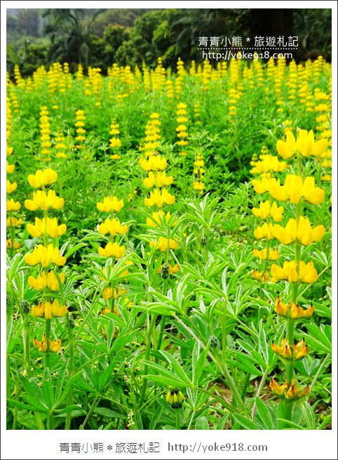 桃園景點》龍潭大北坑魯冰花.戀戀魯冰花海~黃澄澄登場 @青青小熊*旅遊札記 桃園景點》龍潭大北坑魯冰花.戀戀魯冰花海~黃澄澄登場 @青青小熊*旅遊札記
