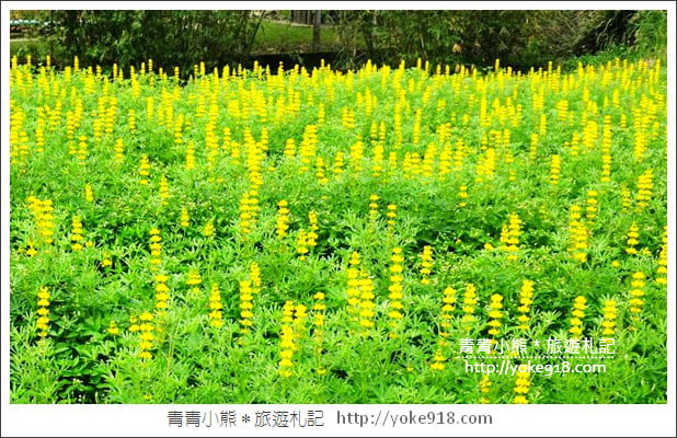 桃園景點》龍潭大北坑魯冰花.戀戀魯冰花海~黃澄澄登場 @青青小熊*旅遊札記 桃園景點》龍潭大北坑魯冰花.戀戀魯冰花海~黃澄澄登場 @青青小熊*旅遊札記