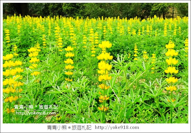 桃園景點》龍潭大北坑魯冰花.戀戀魯冰花海~黃澄澄登場 @青青小熊*旅遊札記 桃園景點》龍潭大北坑魯冰花.戀戀魯冰花海~黃澄澄登場 @青青小熊*旅遊札記
