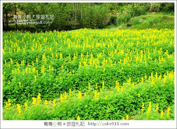 桃園景點》龍潭大北坑魯冰花．戀戀魯冰花海~黃澄澄登場 @青青小熊＊旅遊札記