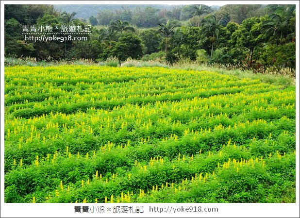 桃園景點》龍潭大北坑魯冰花.戀戀魯冰花海~黃澄澄登場 @青青小熊*旅遊札記 桃園景點》龍潭大北坑魯冰花.戀戀魯冰花海~黃澄澄登場 @青青小熊*旅遊札記