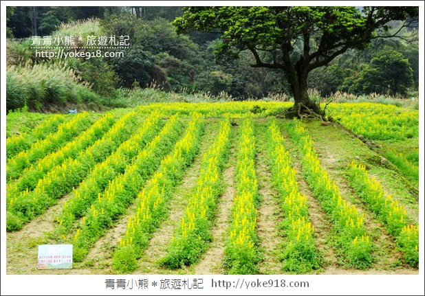 桃園景點》龍潭大北坑魯冰花.戀戀魯冰花海~黃澄澄登場 @青青小熊*旅遊札記 桃園景點》龍潭大北坑魯冰花.戀戀魯冰花海~黃澄澄登場 @青青小熊*旅遊札記