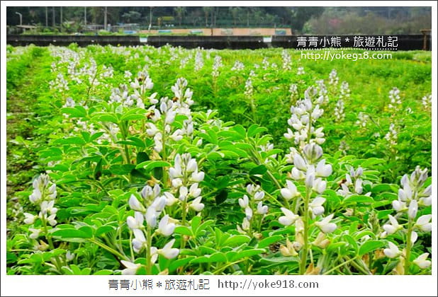桃園景點》龍潭大北坑魯冰花．戀戀魯冰花海~黃澄澄登場 @青青小熊＊旅遊札記