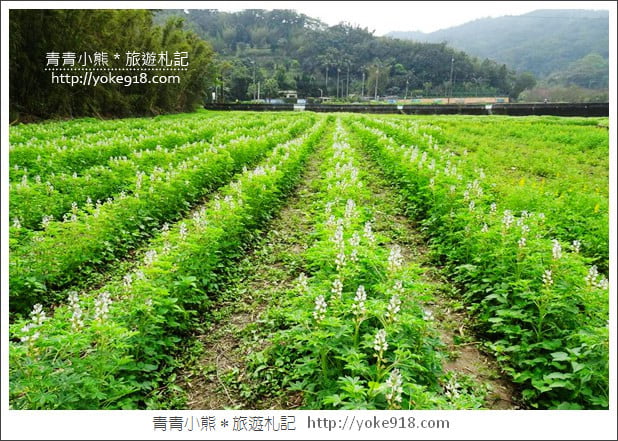 桃園景點》龍潭大北坑魯冰花.戀戀魯冰花海~黃澄澄登場 @青青小熊*旅遊札記 桃園景點》龍潭大北坑魯冰花.戀戀魯冰花海~黃澄澄登場 @青青小熊*旅遊札記