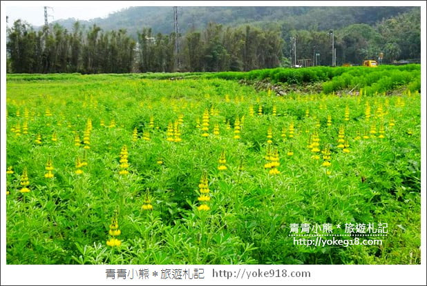 桃園景點》龍潭大北坑魯冰花．戀戀魯冰花海~黃澄澄登場 @青青小熊＊旅遊札記