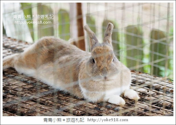 桃園觀音景點》賞蓮花一日遊.2020蓮花季熱鬧登場.坐大王蓮.吃蓮花餐~一起賞花去 @青青小熊*旅遊札記 桃園觀音景點》賞蓮花一日遊.2020蓮花季熱鬧登場.坐大王蓮.吃蓮花餐~一起賞花去 @青青小熊*旅遊札記