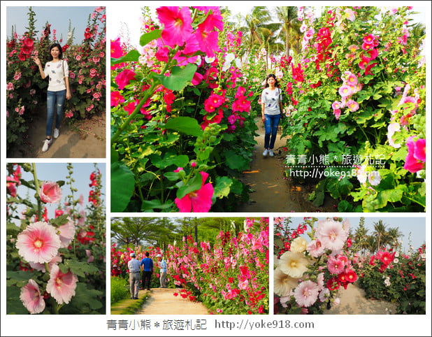 台南學甲蜀葵花》台南季節限定賞花景點.走進蜀葵花迷宮~超壯觀花海 @青青小熊*旅遊札記 台南學甲蜀葵花》台南季節限定賞花景點.走進蜀葵花迷宮~超壯觀花海 @青青小熊*旅遊札記