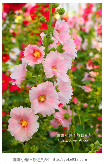 台南學甲蜀葵花》台南季節限定賞花景點.走進蜀葵花迷宮~超壯觀花海 @青青小熊*旅遊札記 台南學甲蜀葵花》台南季節限定賞花景點.走進蜀葵花迷宮~超壯觀花海 @青青小熊*旅遊札記
