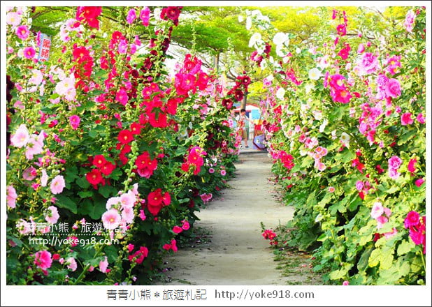 台南學甲蜀葵花》台南季節限定賞花景點.走進蜀葵花迷宮~超壯觀花海 @青青小熊*旅遊札記 台南學甲蜀葵花》台南季節限定賞花景點.走進蜀葵花迷宮~超壯觀花海 @青青小熊*旅遊札記