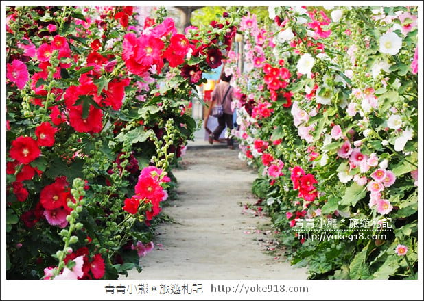台南學甲蜀葵花》台南季節限定賞花景點．走進蜀葵花迷宮~超壯觀花海 @青青小熊＊旅遊札記