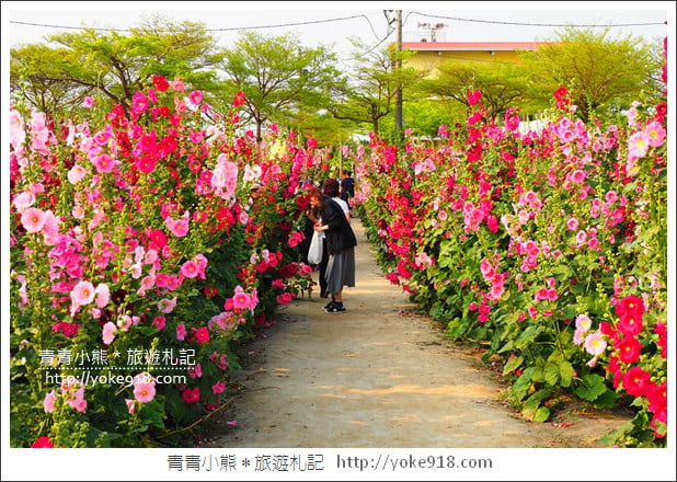 台南學甲蜀葵花》台南季節限定賞花景點．走進蜀葵花迷宮~超壯觀花海 @青青小熊＊旅遊札記