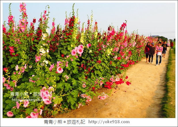台南學甲蜀葵花》台南季節限定賞花景點.走進蜀葵花迷宮~超壯觀花海 @青青小熊*旅遊札記 台南學甲蜀葵花》台南季節限定賞花景點.走進蜀葵花迷宮~超壯觀花海 @青青小熊*旅遊札記