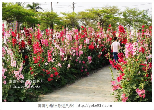台南學甲蜀葵花》台南季節限定賞花景點.走進蜀葵花迷宮~超壯觀花海 @青青小熊*旅遊札記 台南學甲蜀葵花》台南季節限定賞花景點.走進蜀葵花迷宮~超壯觀花海 @青青小熊*旅遊札記
