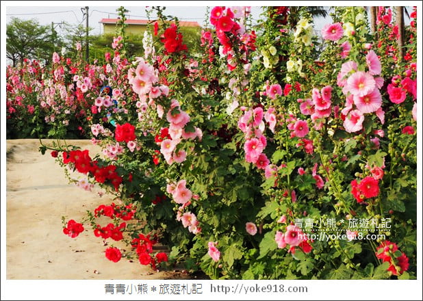 台南學甲蜀葵花》台南季節限定賞花景點.走進蜀葵花迷宮~超壯觀花海 @青青小熊*旅遊札記 台南學甲蜀葵花》台南季節限定賞花景點.走進蜀葵花迷宮~超壯觀花海 @青青小熊*旅遊札記