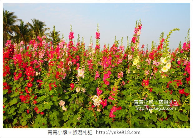 台南學甲蜀葵花》台南季節限定賞花景點.走進蜀葵花迷宮~超壯觀花海 @青青小熊*旅遊札記 台南學甲蜀葵花》台南季節限定賞花景點.走進蜀葵花迷宮~超壯觀花海 @青青小熊*旅遊札記