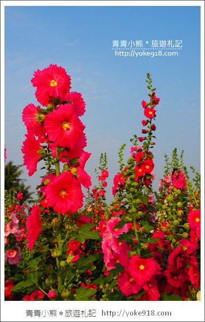 台南學甲蜀葵花》台南季節限定賞花景點．走進蜀葵花迷宮~超壯觀花海 @青青小熊＊旅遊札記