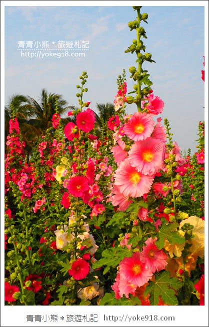 台南學甲蜀葵花》台南季節限定賞花景點.走進蜀葵花迷宮~超壯觀花海 @青青小熊*旅遊札記 台南學甲蜀葵花》台南季節限定賞花景點.走進蜀葵花迷宮~超壯觀花海 @青青小熊*旅遊札記