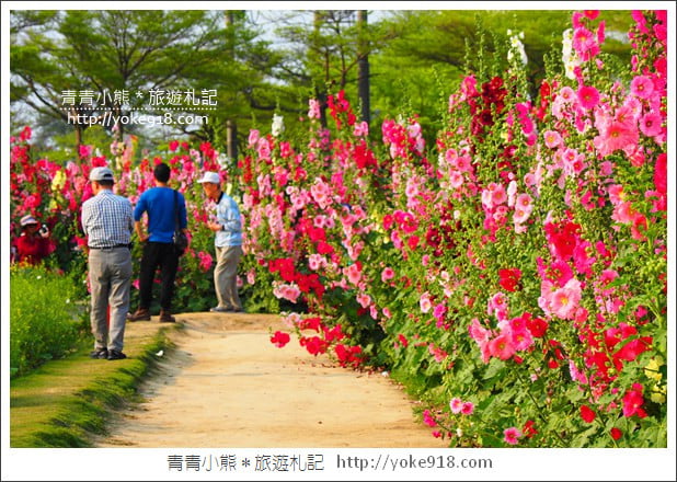 台南學甲蜀葵花》台南季節限定賞花景點.走進蜀葵花迷宮~超壯觀花海 @青青小熊*旅遊札記 台南學甲蜀葵花》台南季節限定賞花景點.走進蜀葵花迷宮~超壯觀花海 @青青小熊*旅遊札記