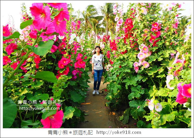台南學甲蜀葵花》台南季節限定賞花景點.走進蜀葵花迷宮~超壯觀花海 @青青小熊*旅遊札記 台南學甲蜀葵花》台南季節限定賞花景點.走進蜀葵花迷宮~超壯觀花海 @青青小熊*旅遊札記