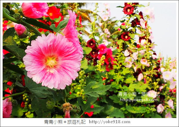 台南學甲蜀葵花》台南季節限定賞花景點.走進蜀葵花迷宮~超壯觀花海 @青青小熊*旅遊札記 台南學甲蜀葵花》台南季節限定賞花景點.走進蜀葵花迷宮~超壯觀花海 @青青小熊*旅遊札記