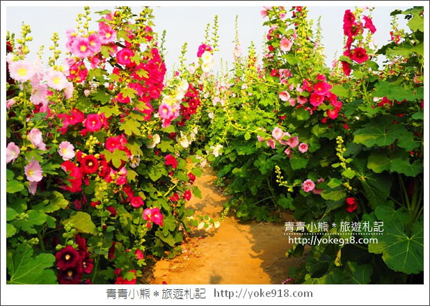 台南學甲蜀葵花》台南季節限定賞花景點．走進蜀葵花迷宮~超壯觀花海 @青青小熊＊旅遊札記