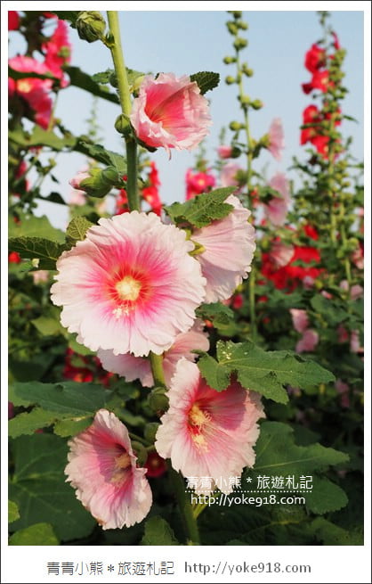 台南學甲蜀葵花》台南季節限定賞花景點.走進蜀葵花迷宮~超壯觀花海 @青青小熊*旅遊札記 台南學甲蜀葵花》台南季節限定賞花景點.走進蜀葵花迷宮~超壯觀花海 @青青小熊*旅遊札記
