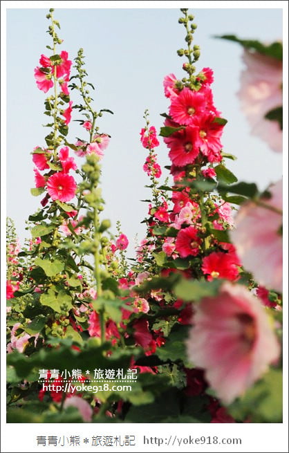 台南學甲蜀葵花》台南季節限定賞花景點．走進蜀葵花迷宮~超壯觀花海 @青青小熊＊旅遊札記