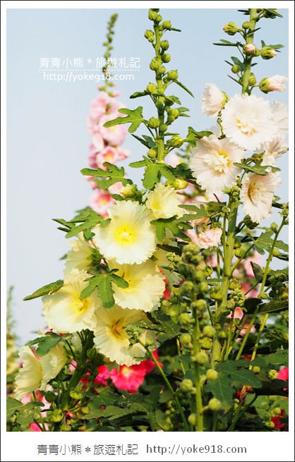 台南學甲蜀葵花》台南季節限定賞花景點.走進蜀葵花迷宮~超壯觀花海 @青青小熊*旅遊札記 台南學甲蜀葵花》台南季節限定賞花景點.走進蜀葵花迷宮~超壯觀花海 @青青小熊*旅遊札記