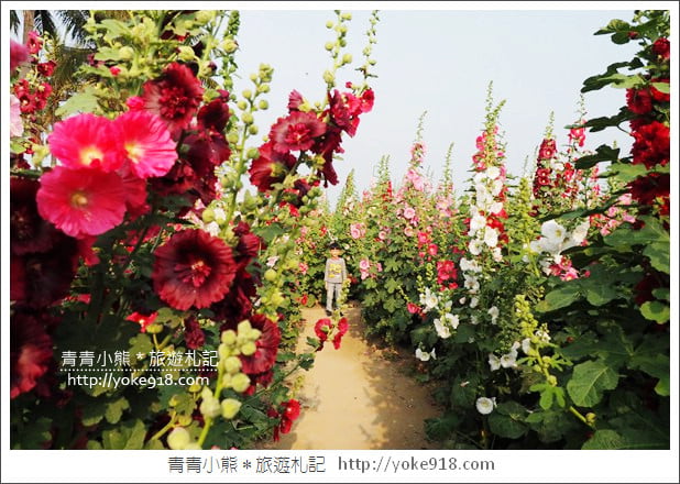 台南學甲蜀葵花》台南季節限定賞花景點.走進蜀葵花迷宮~超壯觀花海 @青青小熊*旅遊札記 台南學甲蜀葵花》台南季節限定賞花景點.走進蜀葵花迷宮~超壯觀花海 @青青小熊*旅遊札記
