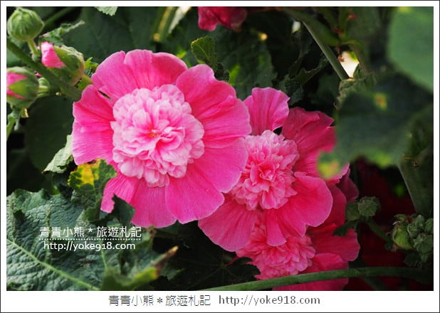 台南學甲蜀葵花》台南季節限定賞花景點．走進蜀葵花迷宮~超壯觀花海 @青青小熊＊旅遊札記
