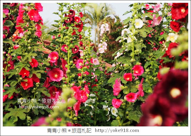 台南學甲蜀葵花》台南季節限定賞花景點.走進蜀葵花迷宮~超壯觀花海 @青青小熊*旅遊札記 台南學甲蜀葵花》台南季節限定賞花景點.走進蜀葵花迷宮~超壯觀花海 @青青小熊*旅遊札記
