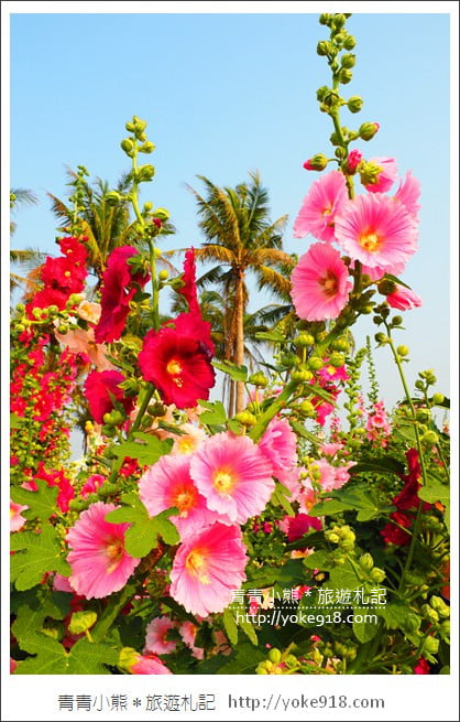 台南學甲蜀葵花》台南季節限定賞花景點.走進蜀葵花迷宮~超壯觀花海 @青青小熊*旅遊札記 台南學甲蜀葵花》台南季節限定賞花景點.走進蜀葵花迷宮~超壯觀花海 @青青小熊*旅遊札記