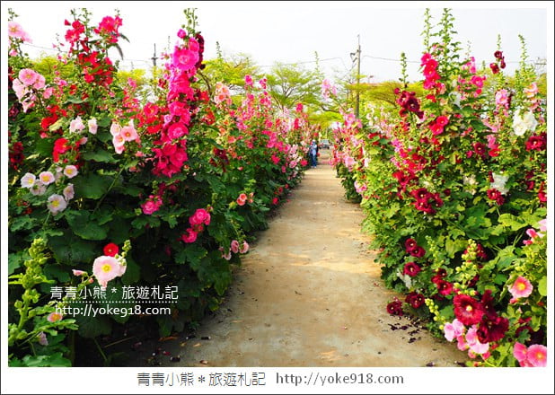 台南學甲蜀葵花》台南季節限定賞花景點.走進蜀葵花迷宮~超壯觀花海 @青青小熊*旅遊札記 台南學甲蜀葵花》台南季節限定賞花景點.走進蜀葵花迷宮~超壯觀花海 @青青小熊*旅遊札記