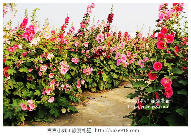 台南學甲蜀葵花》台南季節限定賞花景點．走進蜀葵花迷宮~超壯觀花海 @青青小熊＊旅遊札記