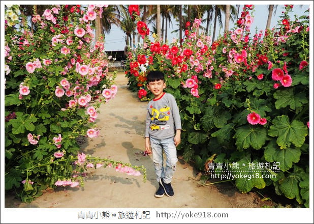 台南學甲蜀葵花》台南季節限定賞花景點.走進蜀葵花迷宮~超壯觀花海 @青青小熊*旅遊札記 台南學甲蜀葵花》台南季節限定賞花景點.走進蜀葵花迷宮~超壯觀花海 @青青小熊*旅遊札記