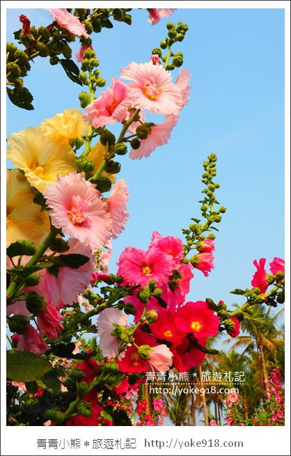 台南學甲蜀葵花》台南季節限定賞花景點.走進蜀葵花迷宮~超壯觀花海 @青青小熊*旅遊札記 台南學甲蜀葵花》台南季節限定賞花景點.走進蜀葵花迷宮~超壯觀花海 @青青小熊*旅遊札記
