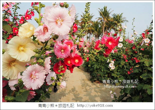 台南學甲蜀葵花》台南季節限定賞花景點．走進蜀葵花迷宮~超壯觀花海 @青青小熊＊旅遊札記