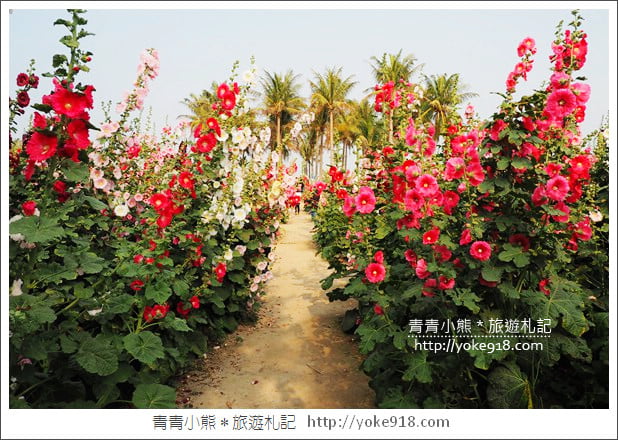 台南學甲蜀葵花》台南季節限定賞花景點.走進蜀葵花迷宮~超壯觀花海 @青青小熊*旅遊札記 台南學甲蜀葵花》台南季節限定賞花景點.走進蜀葵花迷宮~超壯觀花海 @青青小熊*旅遊札記