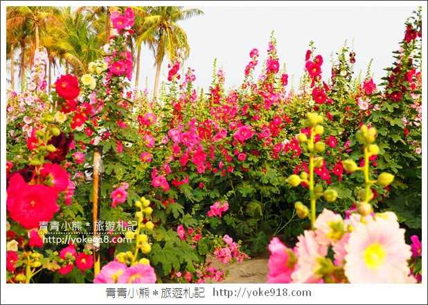 台南學甲蜀葵花》台南季節限定賞花景點.走進蜀葵花迷宮~超壯觀花海 @青青小熊*旅遊札記 台南學甲蜀葵花》台南季節限定賞花景點.走進蜀葵花迷宮~超壯觀花海 @青青小熊*旅遊札記