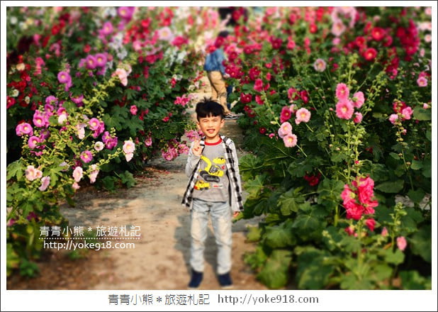 台南學甲蜀葵花》台南季節限定賞花景點.走進蜀葵花迷宮~超壯觀花海 @青青小熊*旅遊札記 台南學甲蜀葵花》台南季節限定賞花景點.走進蜀葵花迷宮~超壯觀花海 @青青小熊*旅遊札記