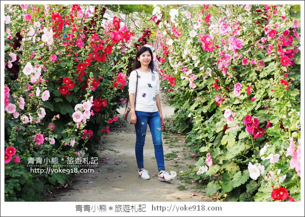 台南學甲蜀葵花》台南季節限定賞花景點.走進蜀葵花迷宮~超壯觀花海 @青青小熊*旅遊札記 台南學甲蜀葵花》台南季節限定賞花景點.走進蜀葵花迷宮~超壯觀花海 @青青小熊*旅遊札記