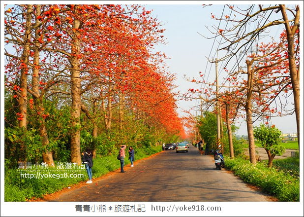 彰化埤頭木棉花》超美賞花景點．綿延1.5公里的木棉花道好迷人 @青青小熊＊旅遊札記