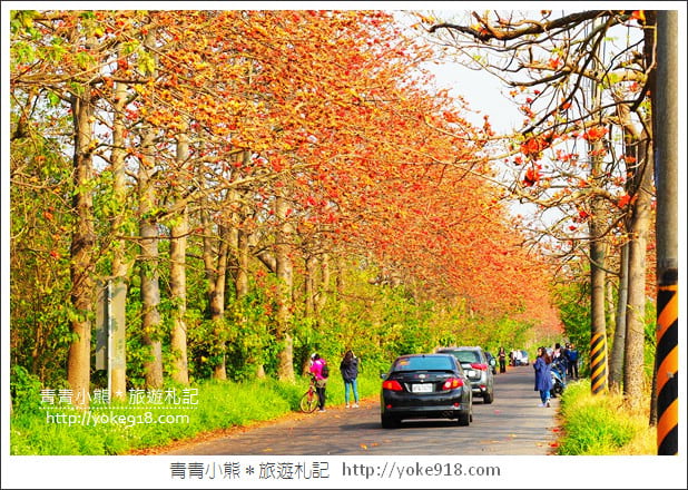 彰化埤頭木棉花》超美賞花景點.綿延1.5公里的木棉花道好迷人 @青青小熊*旅遊札記 彰化埤頭木棉花》超美賞花景點.綿延1.5公里的木棉花道好迷人 @青青小熊*旅遊札記
